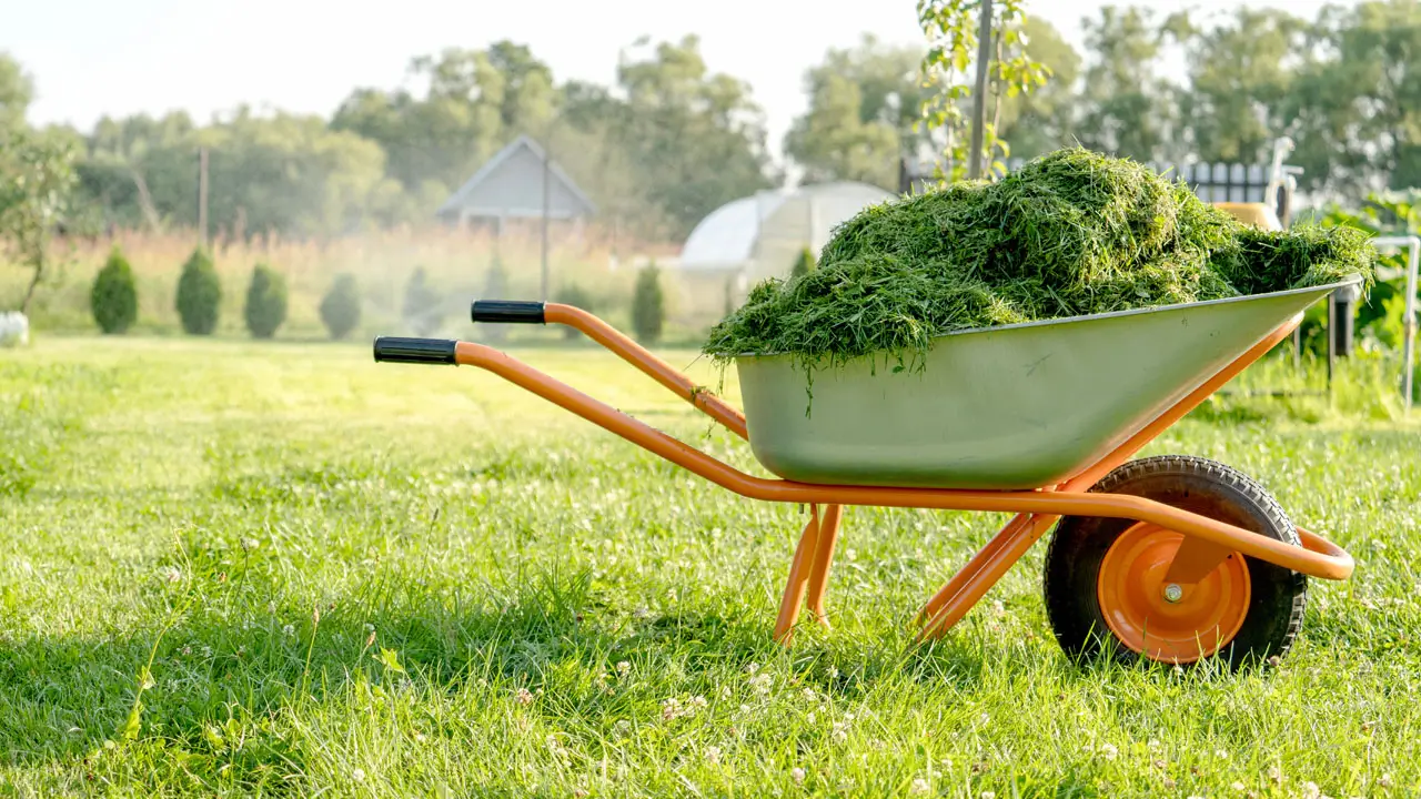 A wheelbarrow filled with freshly cut grass resting on a vibrant green field.