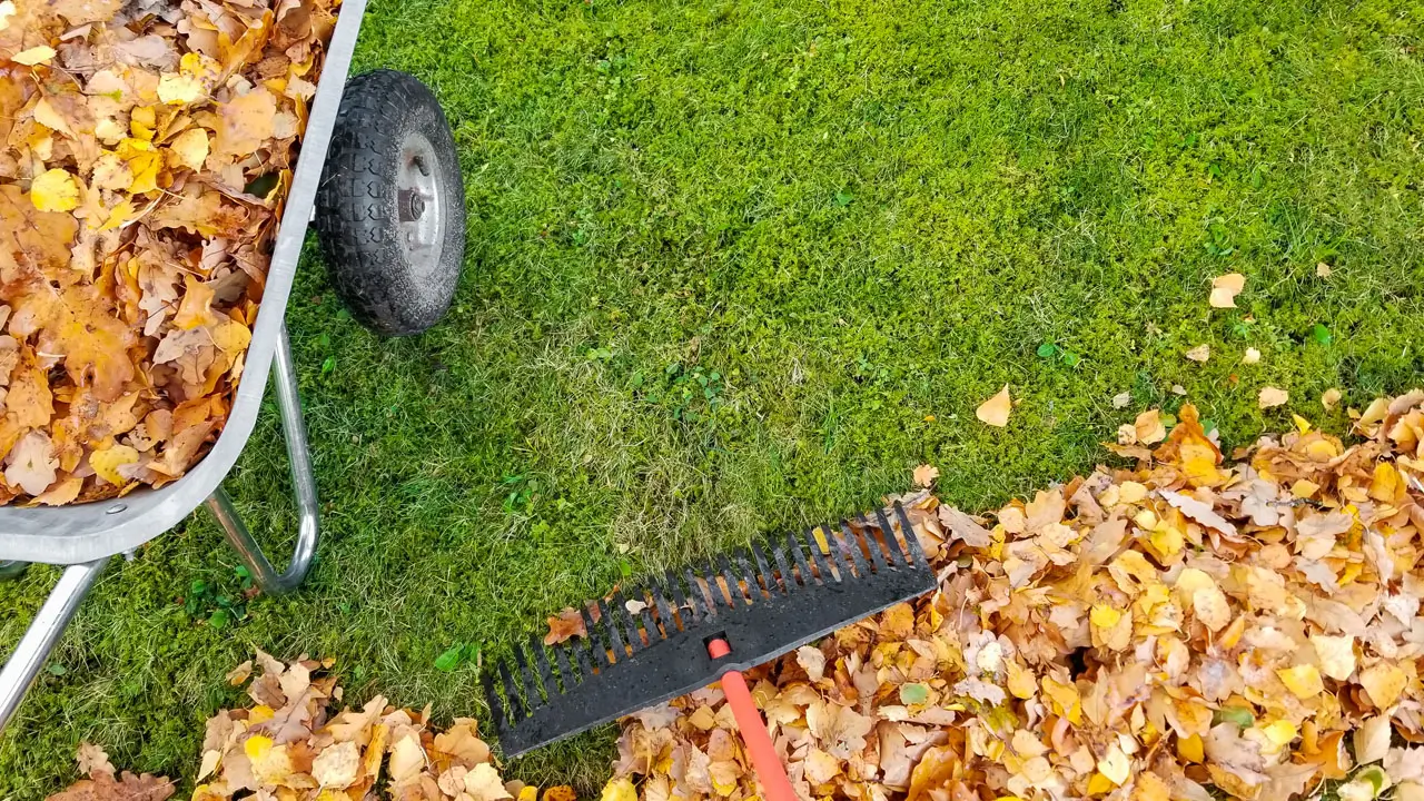 A wheelbarrow filled with colorful autumn leaves alongside a wooden rake resting on the ground.