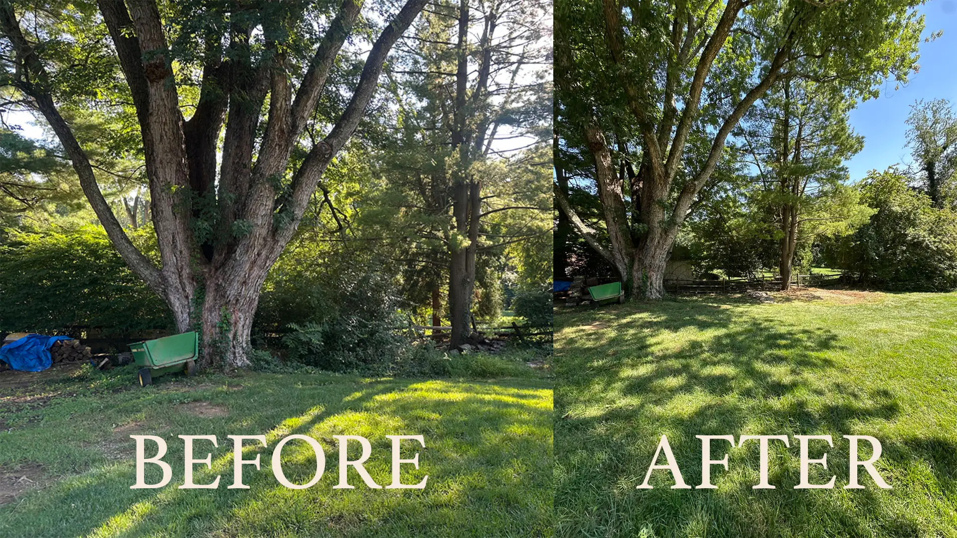 Side-by-side comparison of lawn before and after cleanup.